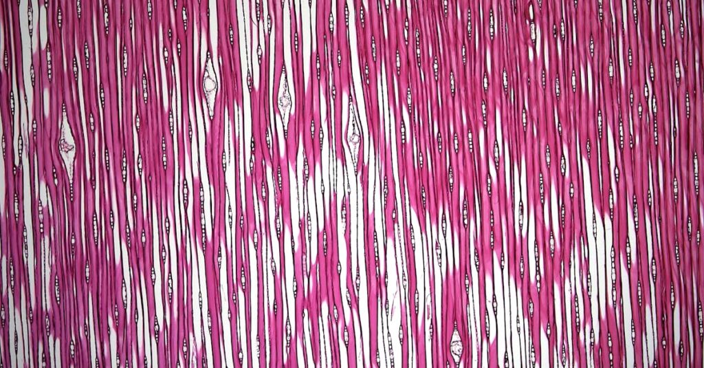 アカデミズム美術と教育制度の枠組みを象徴するフランス美術界の構造とカバネルの役割