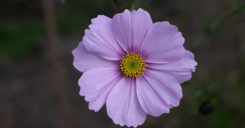 アルチンボルドの代表作、四季シリーズや司書など、顔を自然や本で構成したユニークな作品群